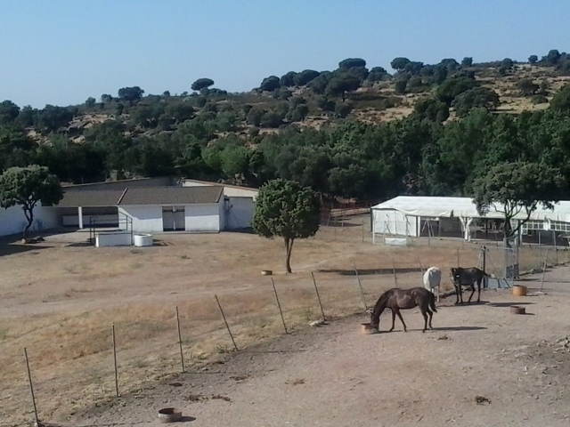 Vaquillas en la finca
